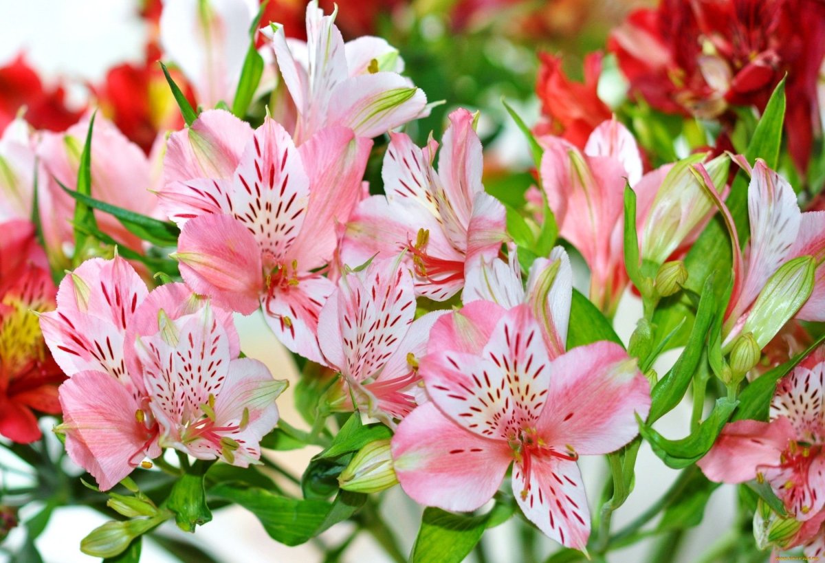 Цветы альмерия