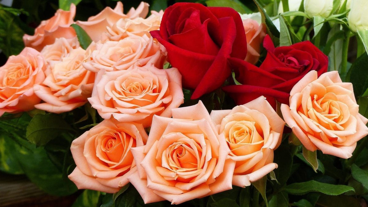 Red Rose Wallpaper PENGTAI Korea
