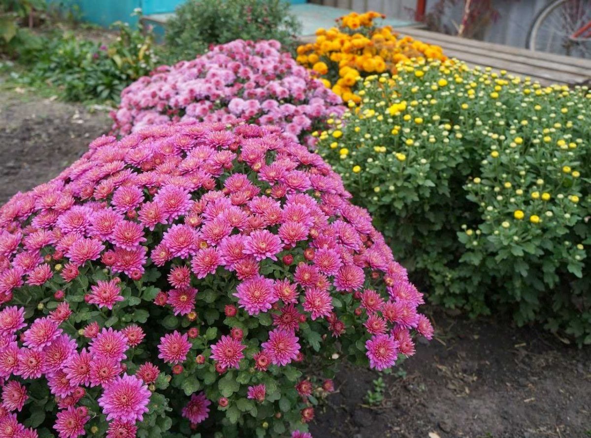 Цветущий кустарник Кальмия