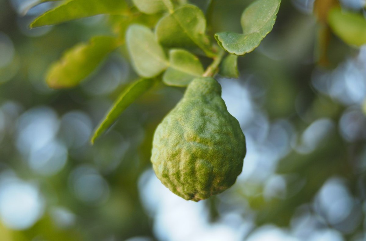 Цитрус бергамот - Citrus bergamia