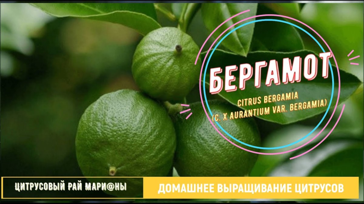Бергамот цитрусовый