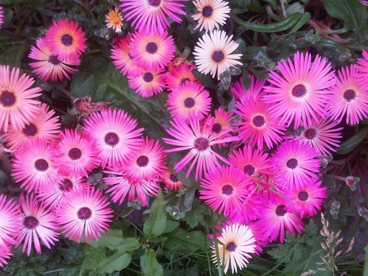 Livingstone Daisy цветы