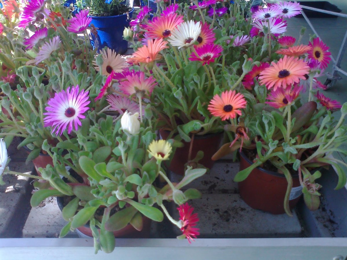 Lampranthus roseus