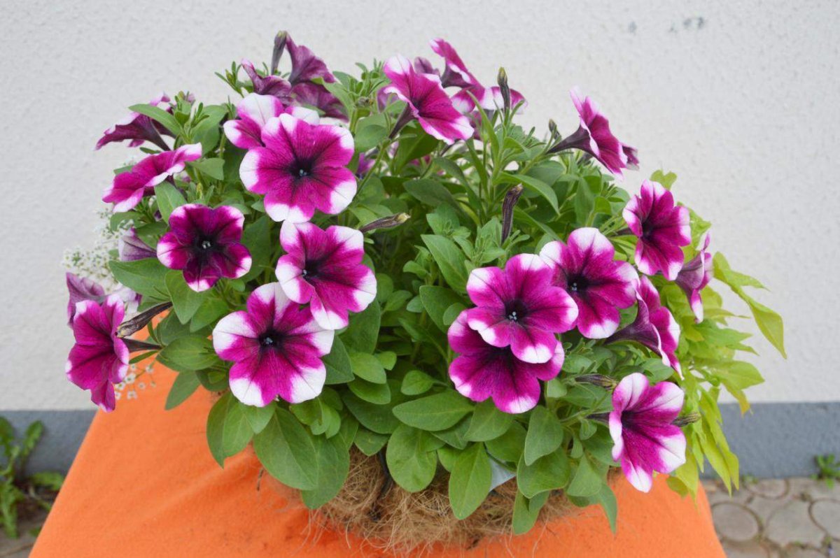 Петуния Sweetunia Purple Touch