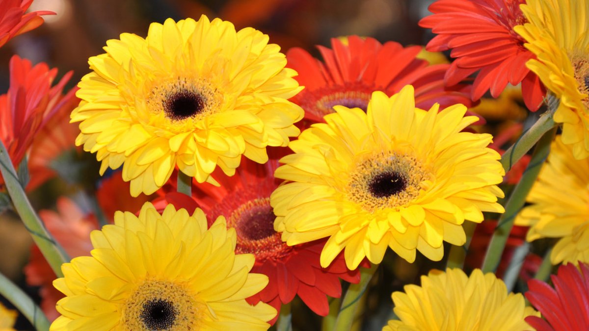 Gerbera Daisy