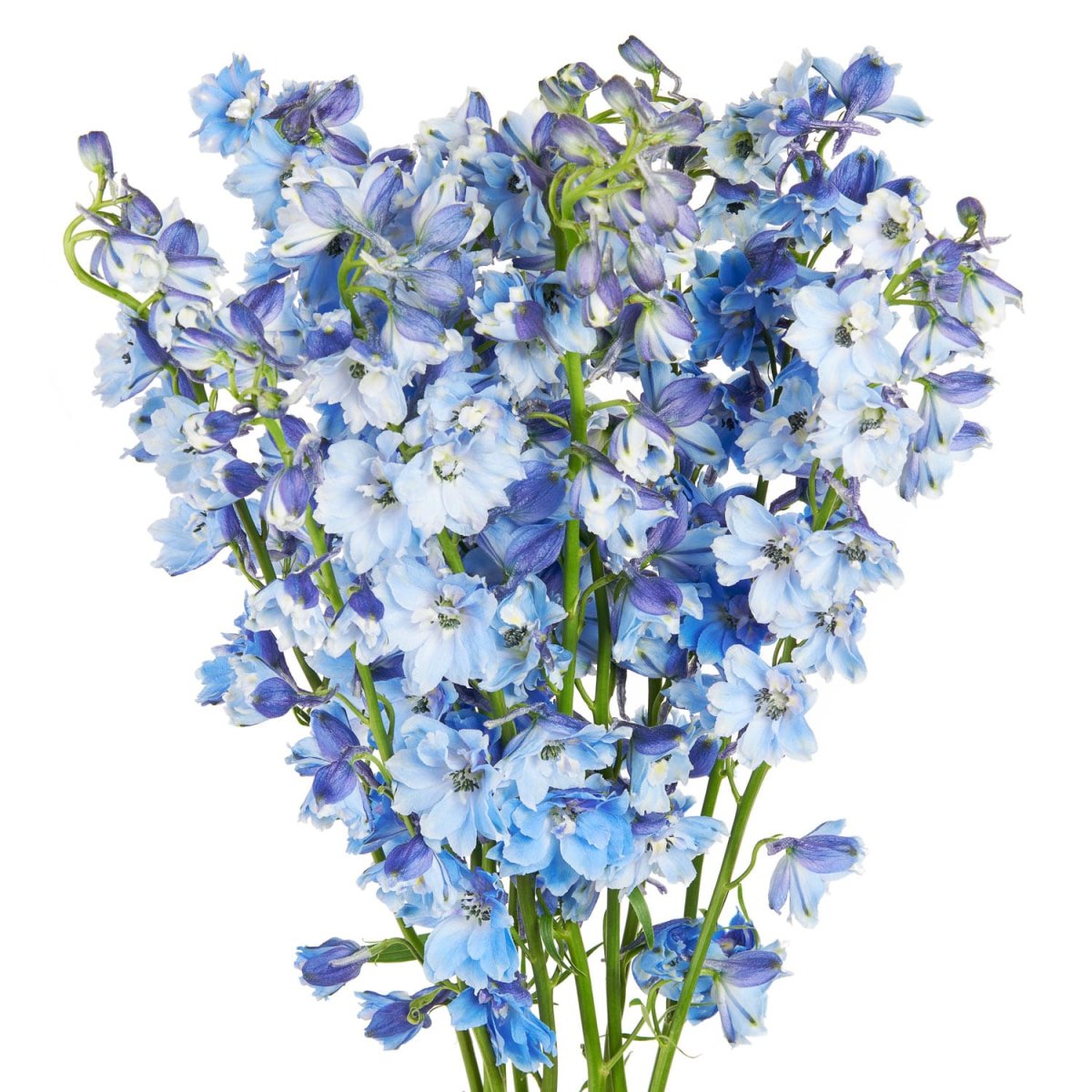 Дельфиниум Light Blue