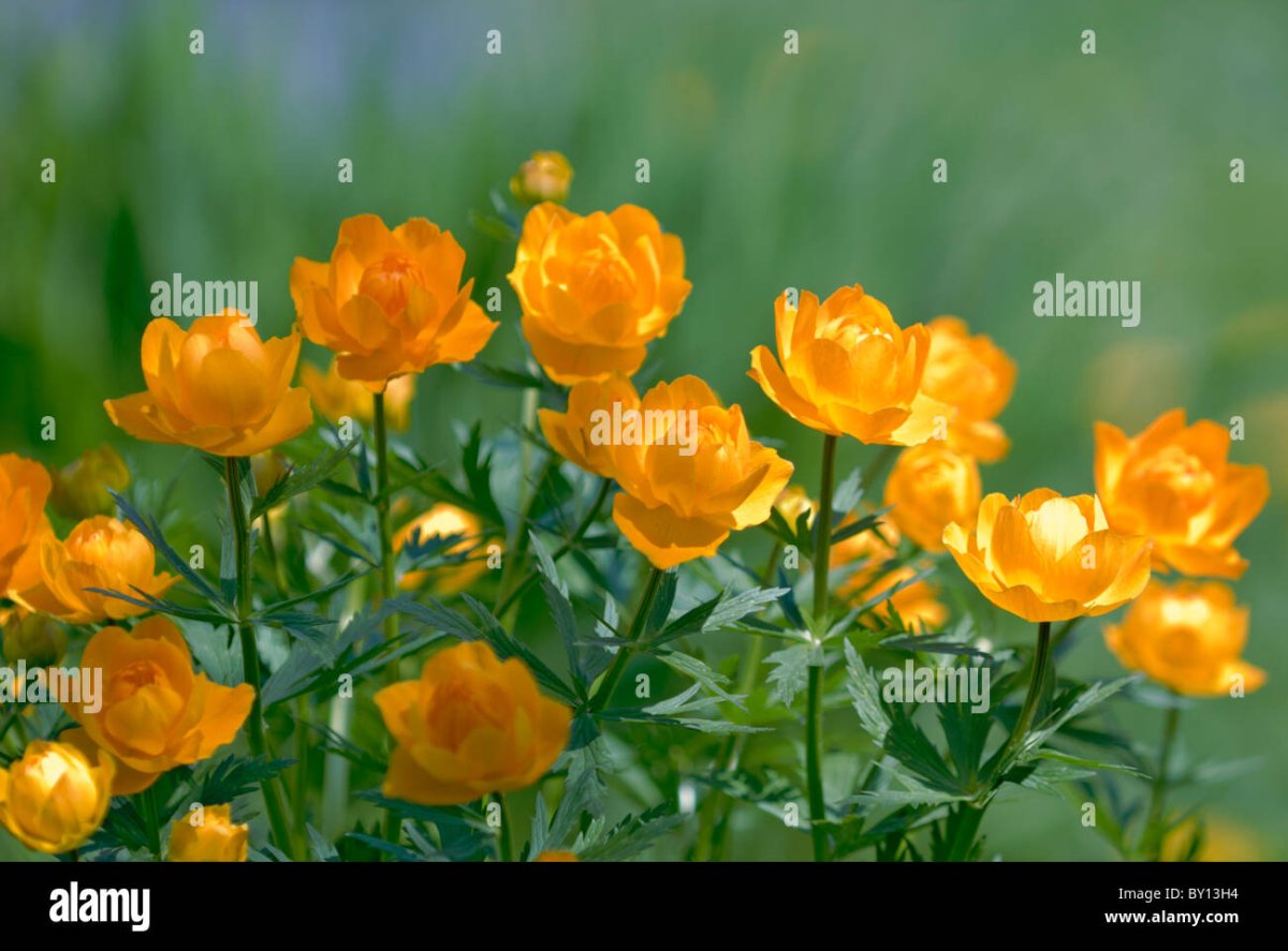 Купальница "Алабастер", Trollius "Alabaster"