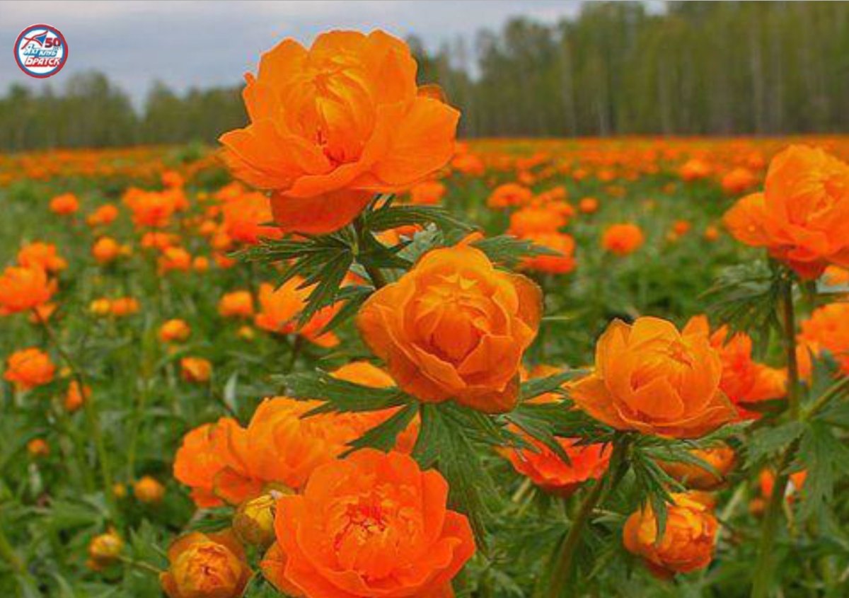 Купальница европейская (Trollius europaeus)