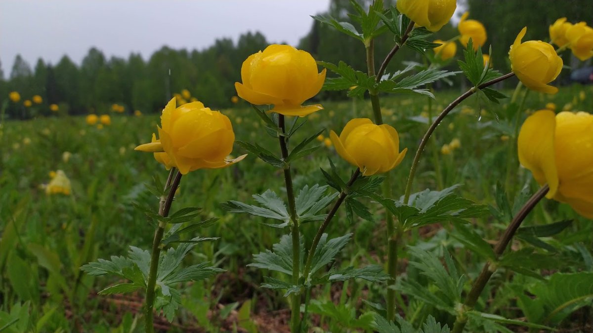 Купальница европейская (Trollius europaeus)
