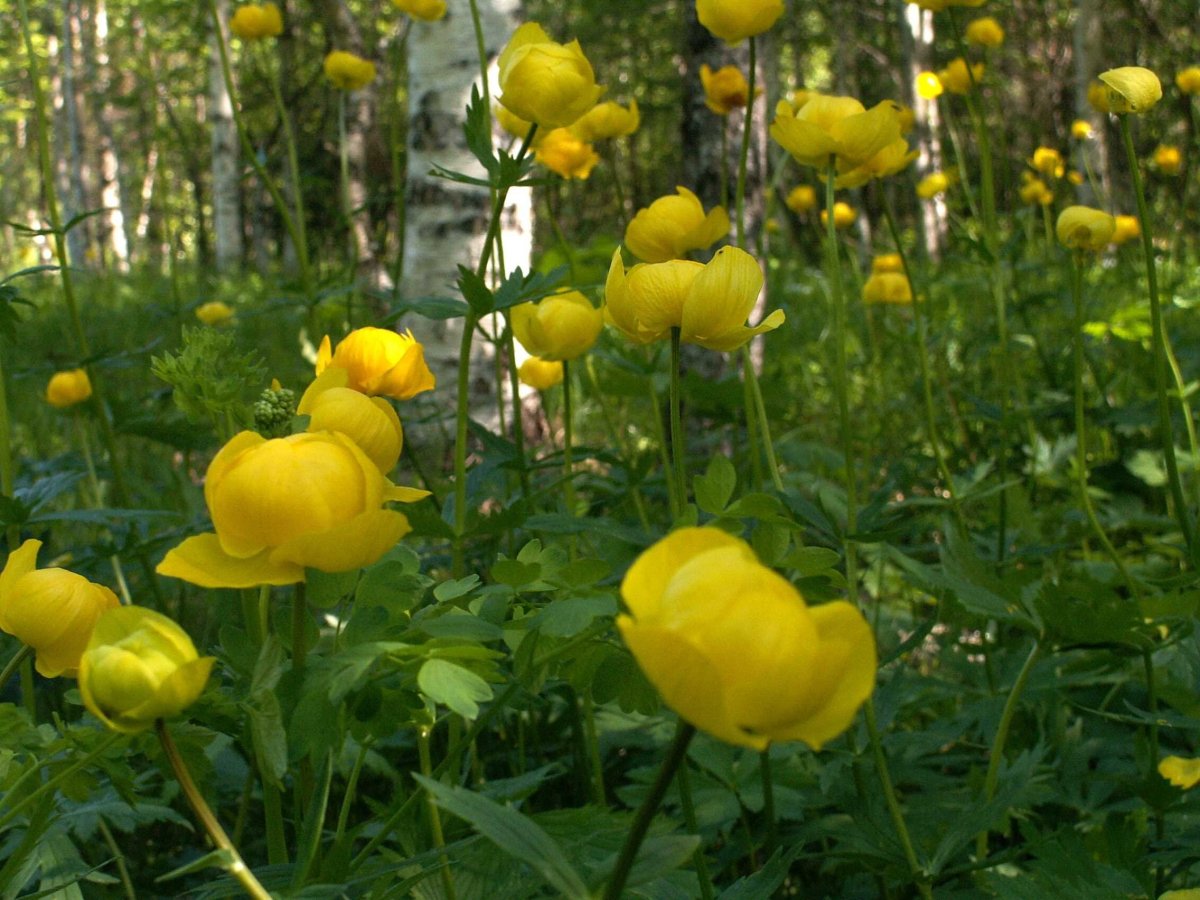 Trollius altaicus
