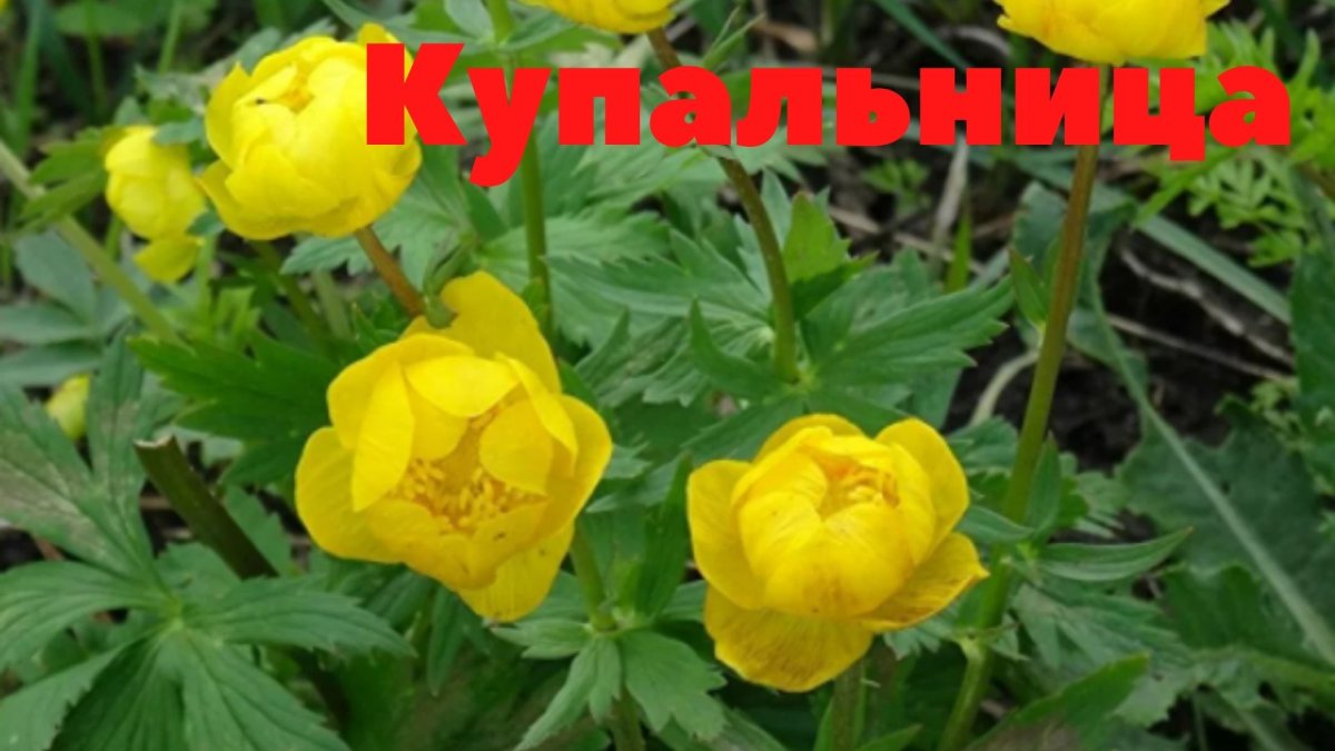 Купальница троллиус