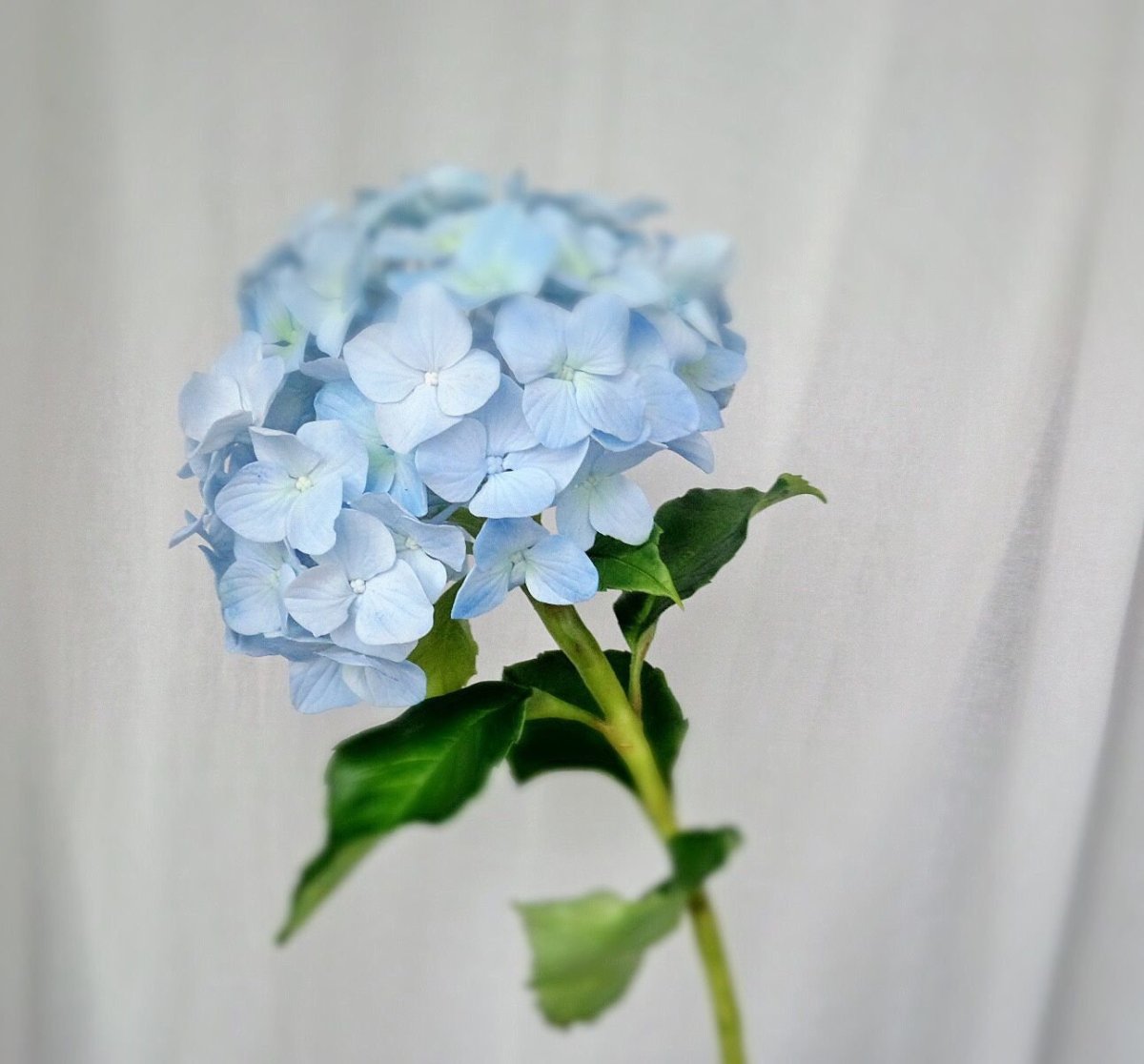 Гортензия Fleurie Blue