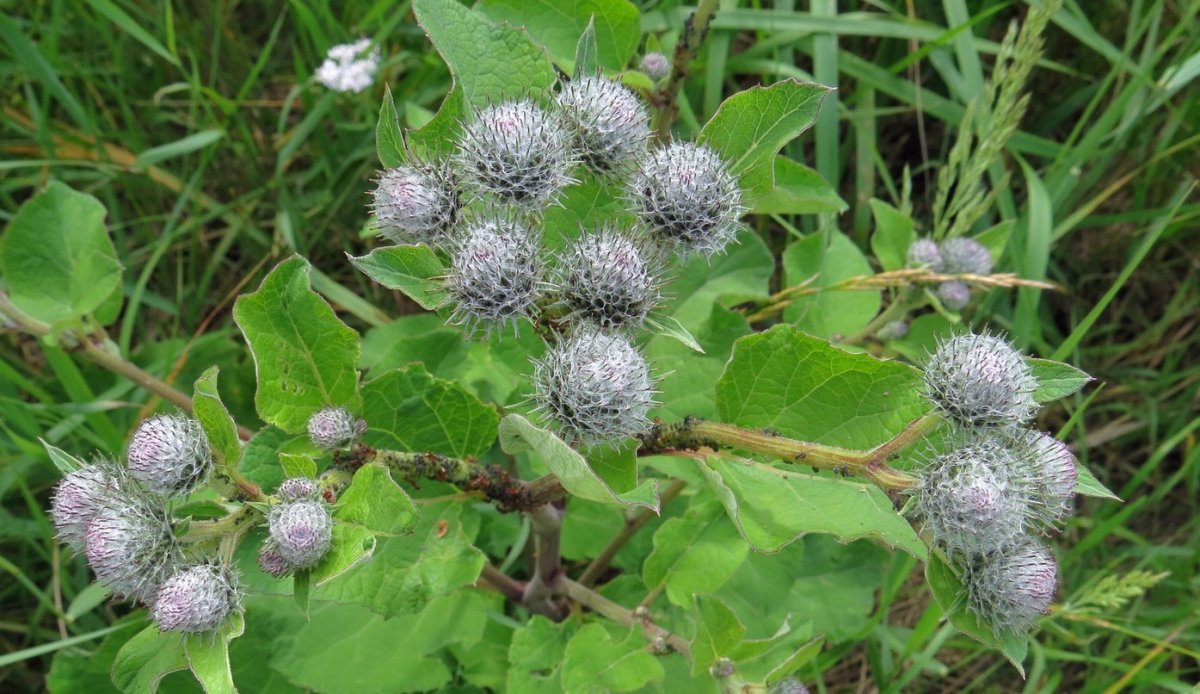 Лопух паутинистый Arctium tomentosum