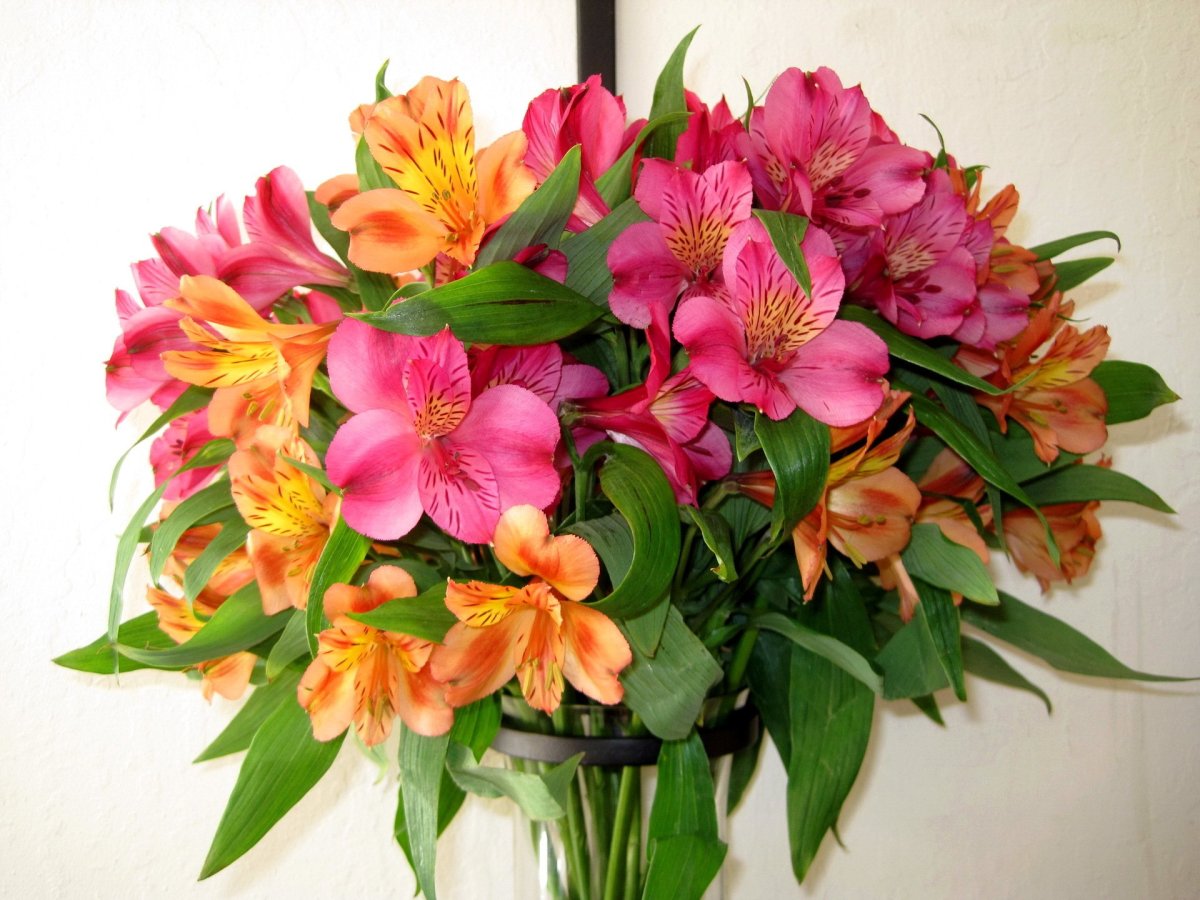 Alstroemeria ligtu