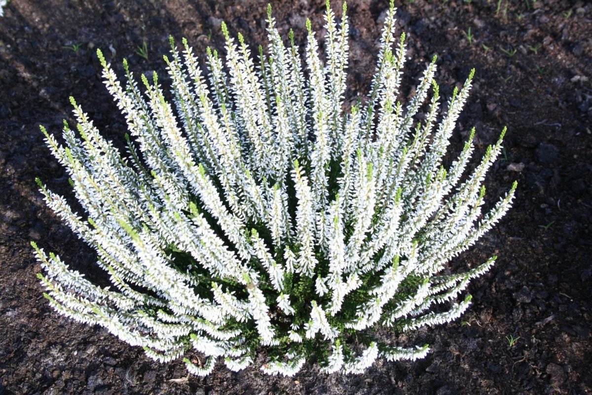 Calluna vulgaris Alicia