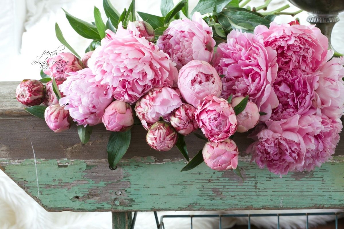 Fragrant Bouquet пион