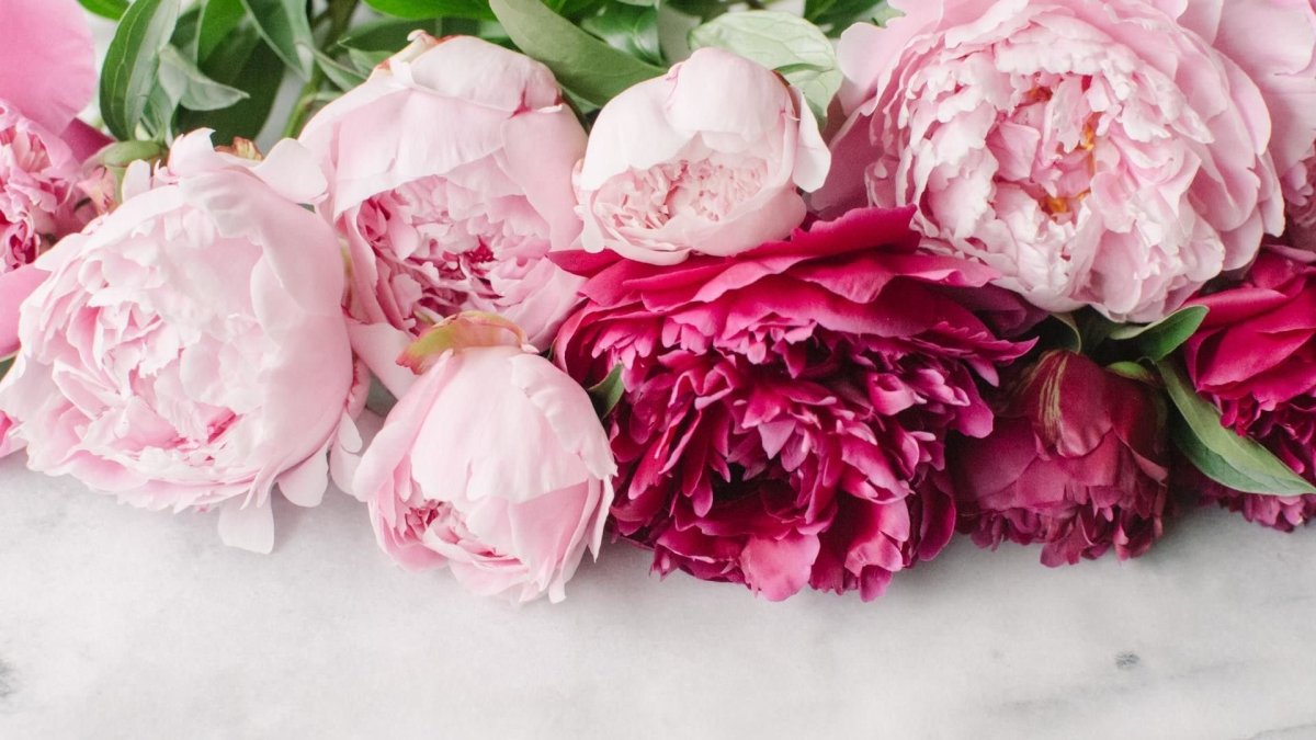 Пион Bouquet perfect