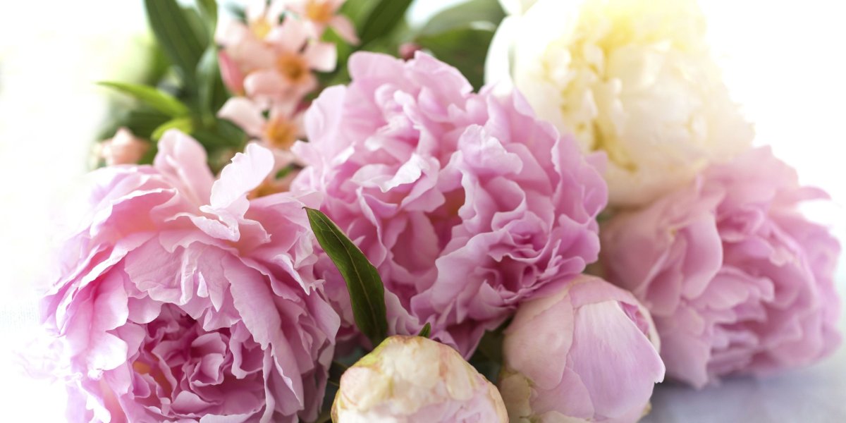 Пионовидная роза Peony Pink