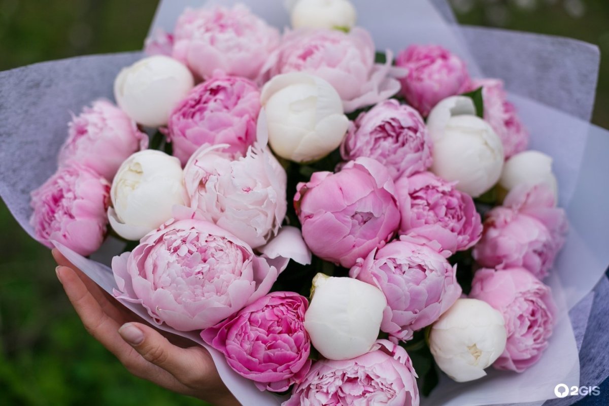 Пион Bouquet perfect