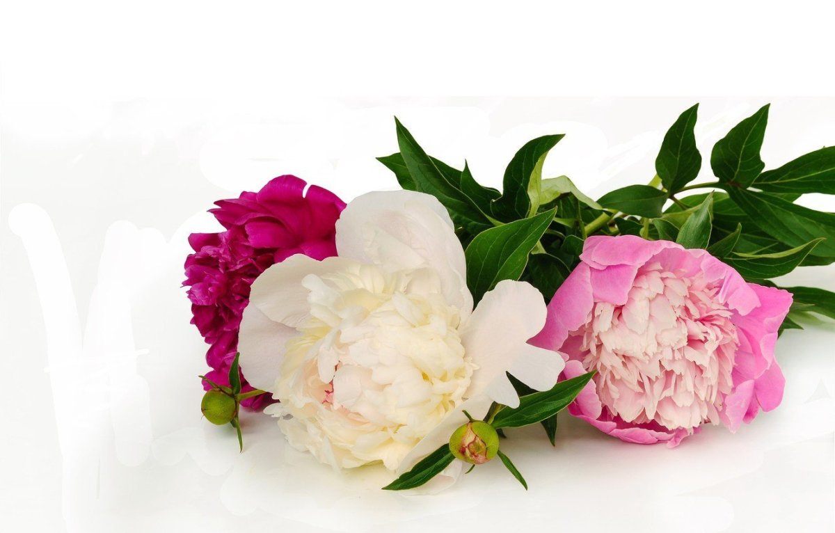 Пион Bouquet perfect