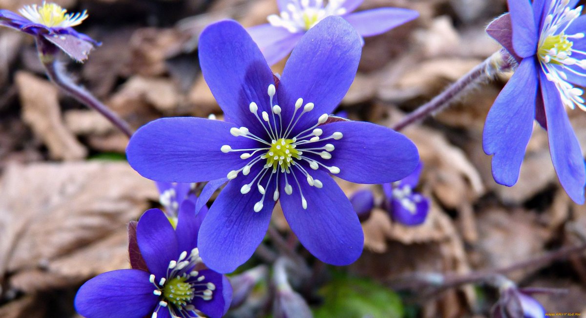 Печеночница благородная (hepatica Nobilis)
