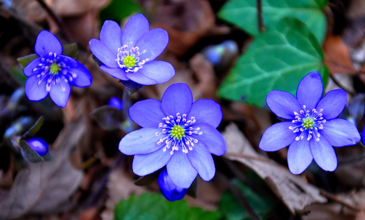 Печеночница hepatica Nobilis