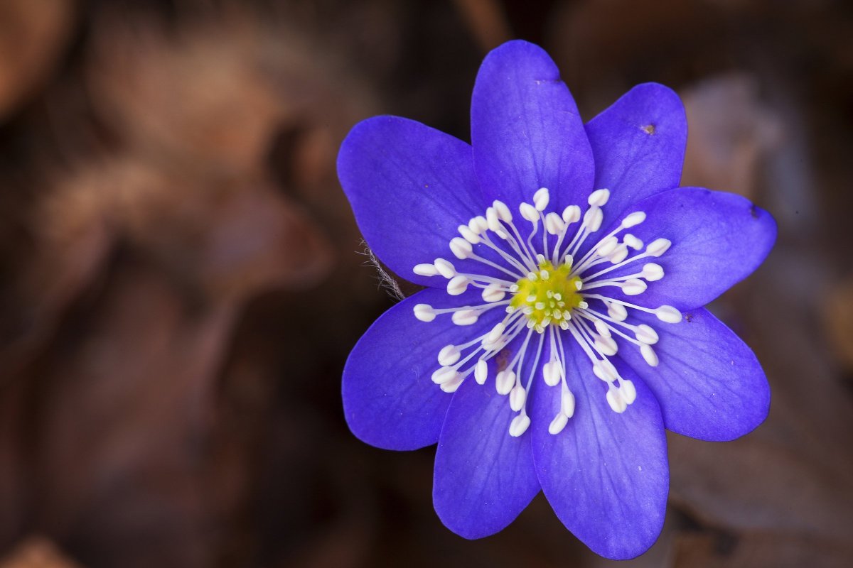 Печеночница hepatica Nobilis