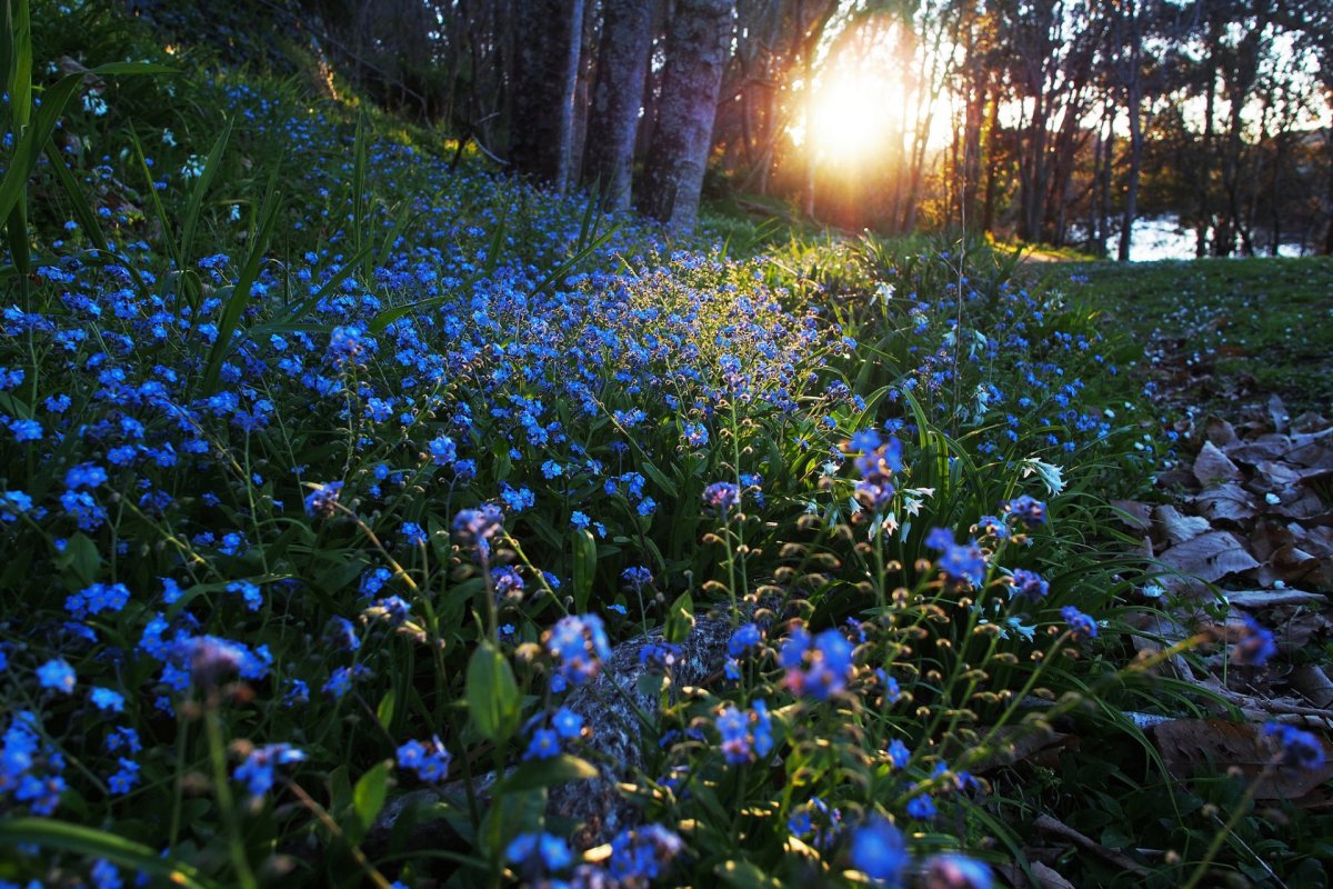 Весна в лесу
