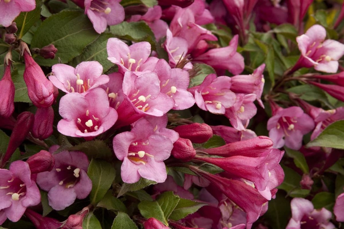 Вейгела Цветущая - Weigela Florida 'purpurea'