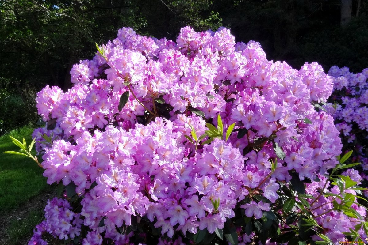 Рододендрон Азалия куст