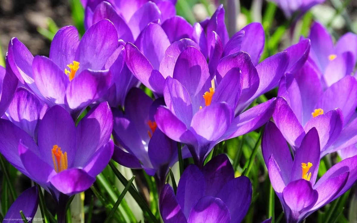 Crocus fleur