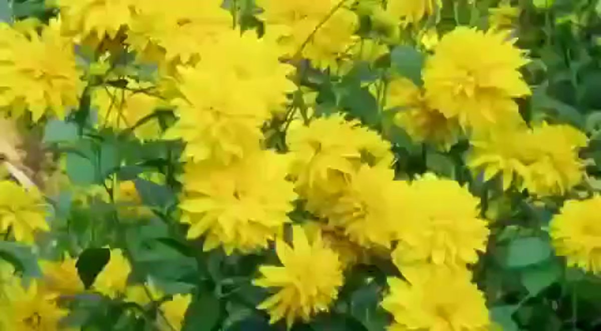 Гелиопсис золотой шар