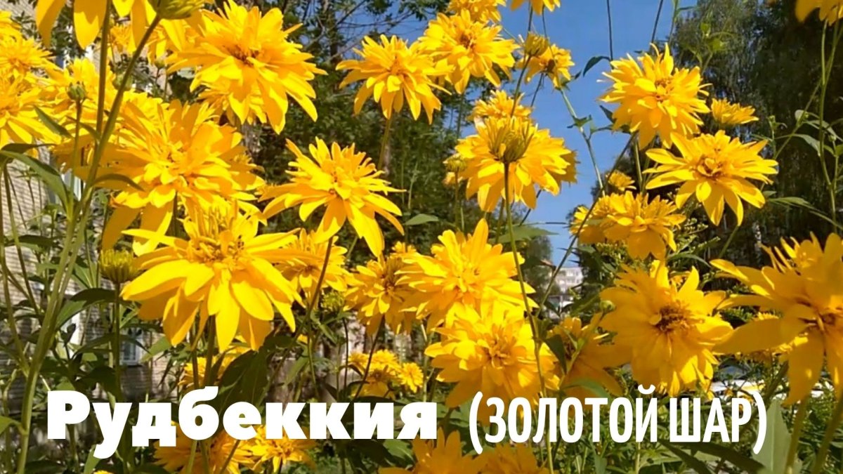 Рудбекия махровая золотой шар