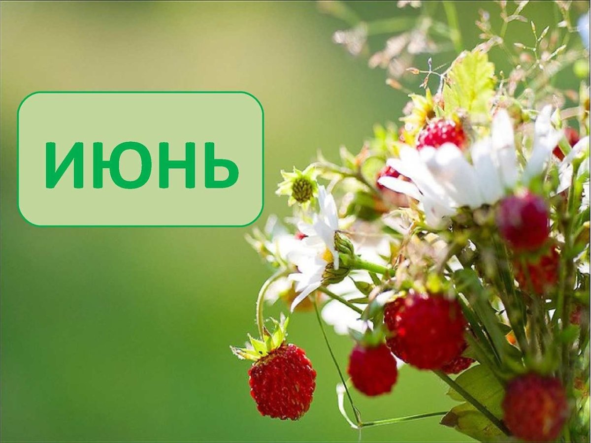 Полевые цветы