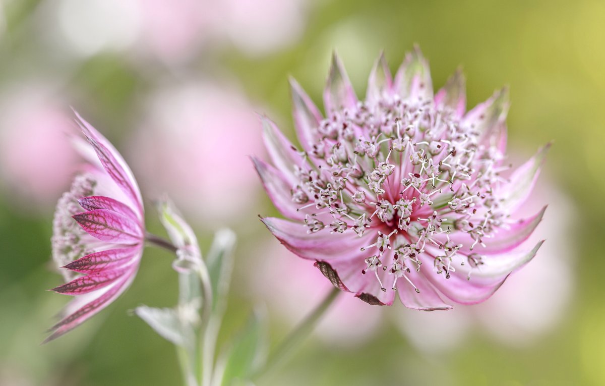 Астранция (Astrantia) prima Ballerina