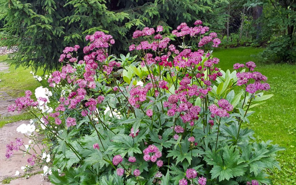 Astrantia ROMA срезка