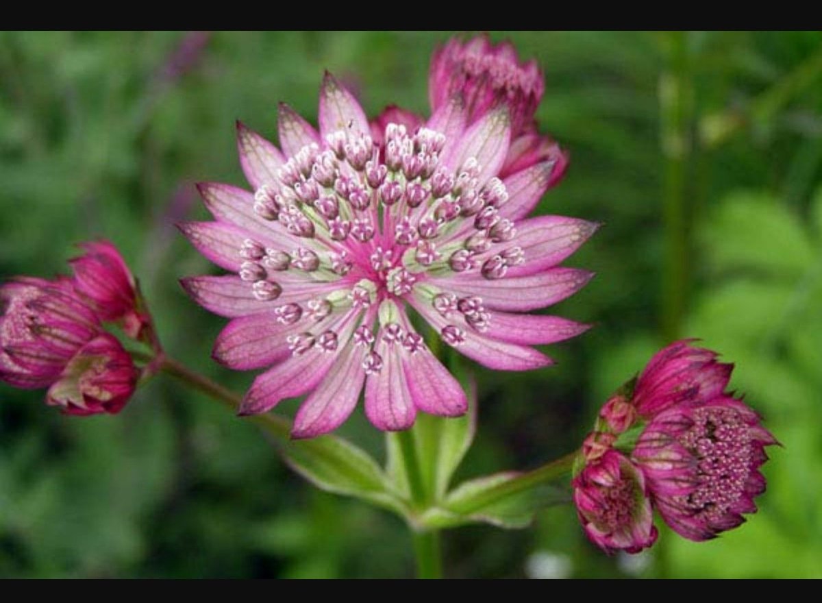 Astrantia Major. 'Rosensinfonie'