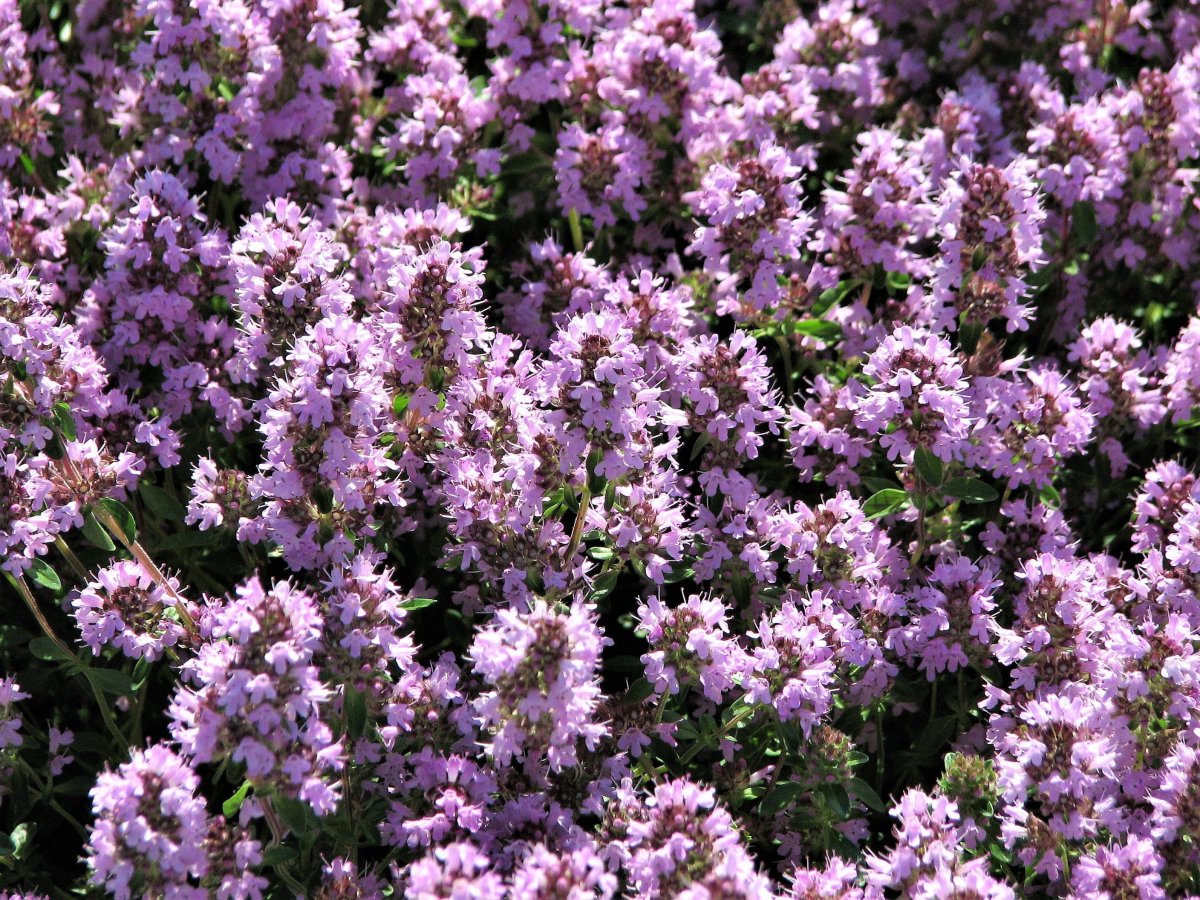 Тимьян (Thymus)