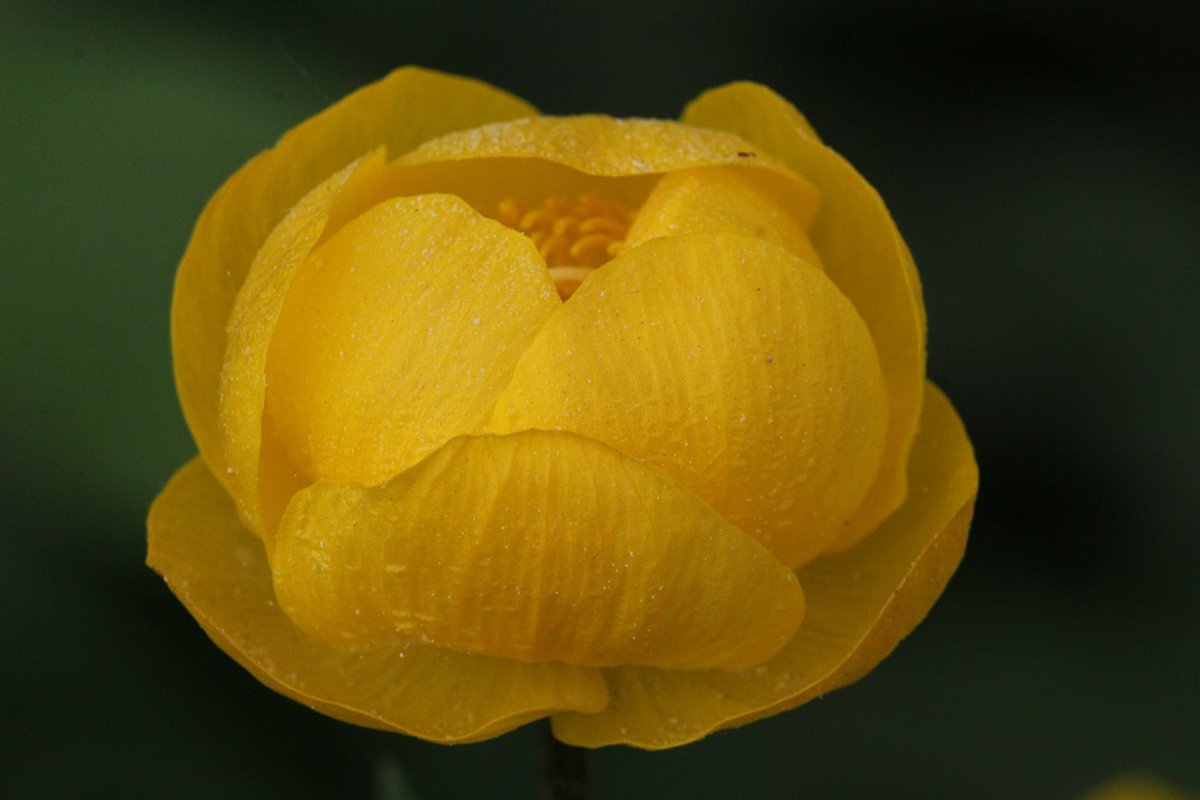 Купальница европейская (Trollius europaeus)