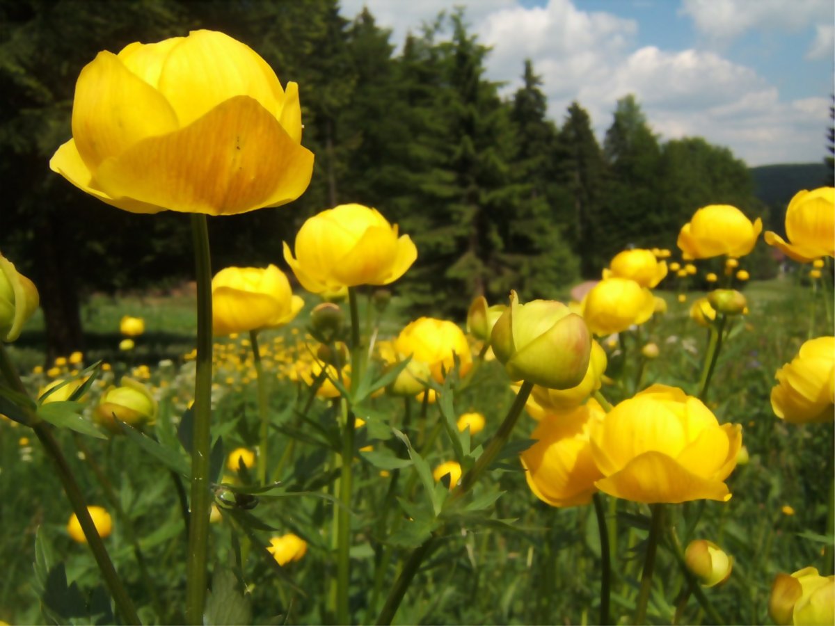 Купальница троллиус