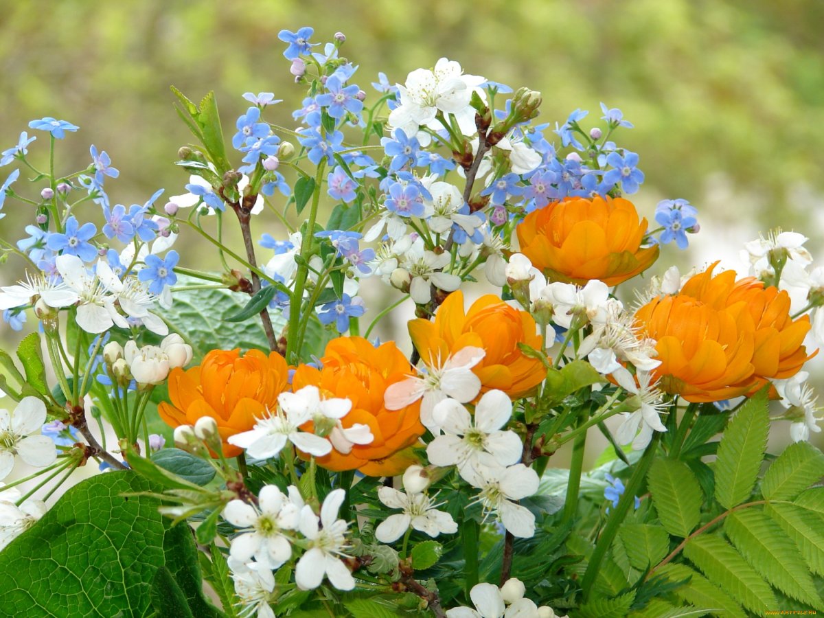 Калужница купальница