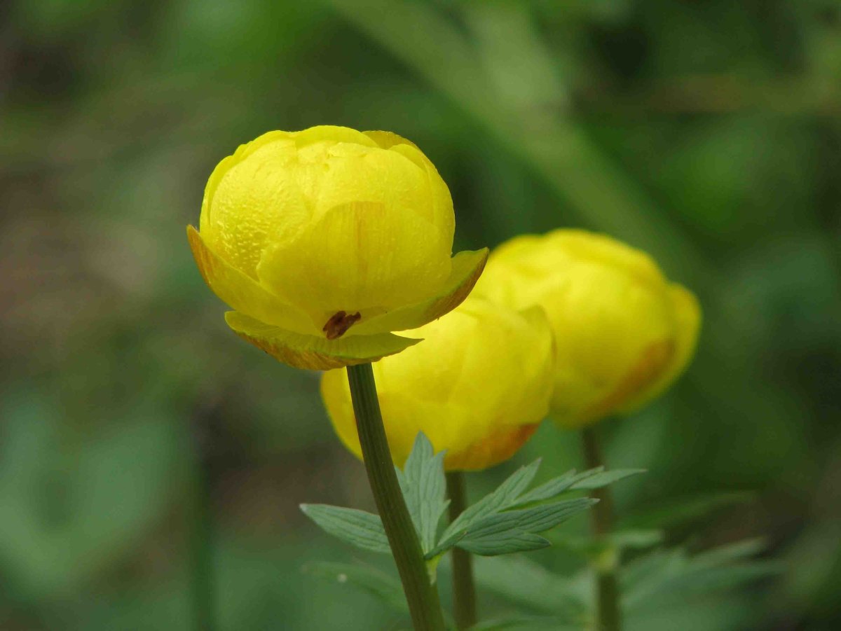Купальница европейская (Trollius europaeus)