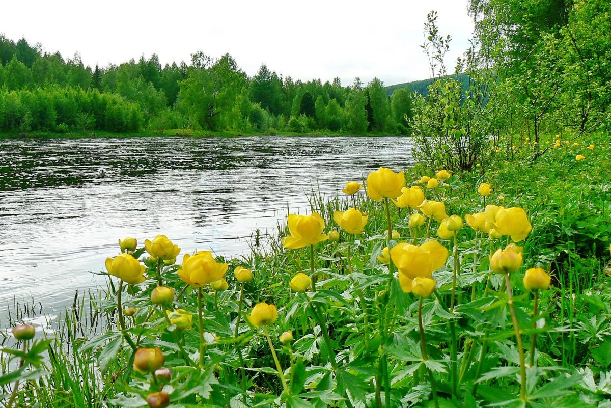 Купальница earliest of all