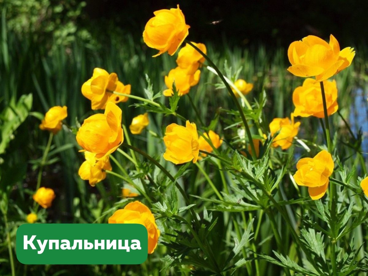 Калужница купальница