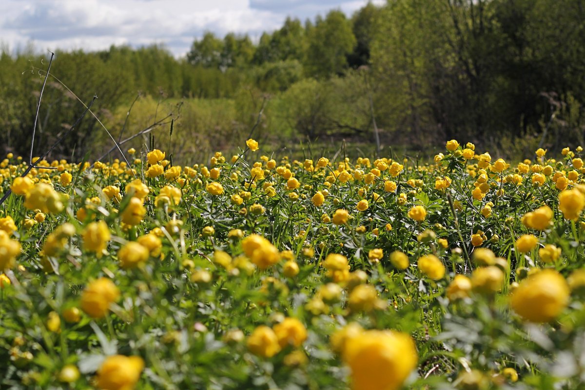 Купальница европейская (Trollius europaeus)