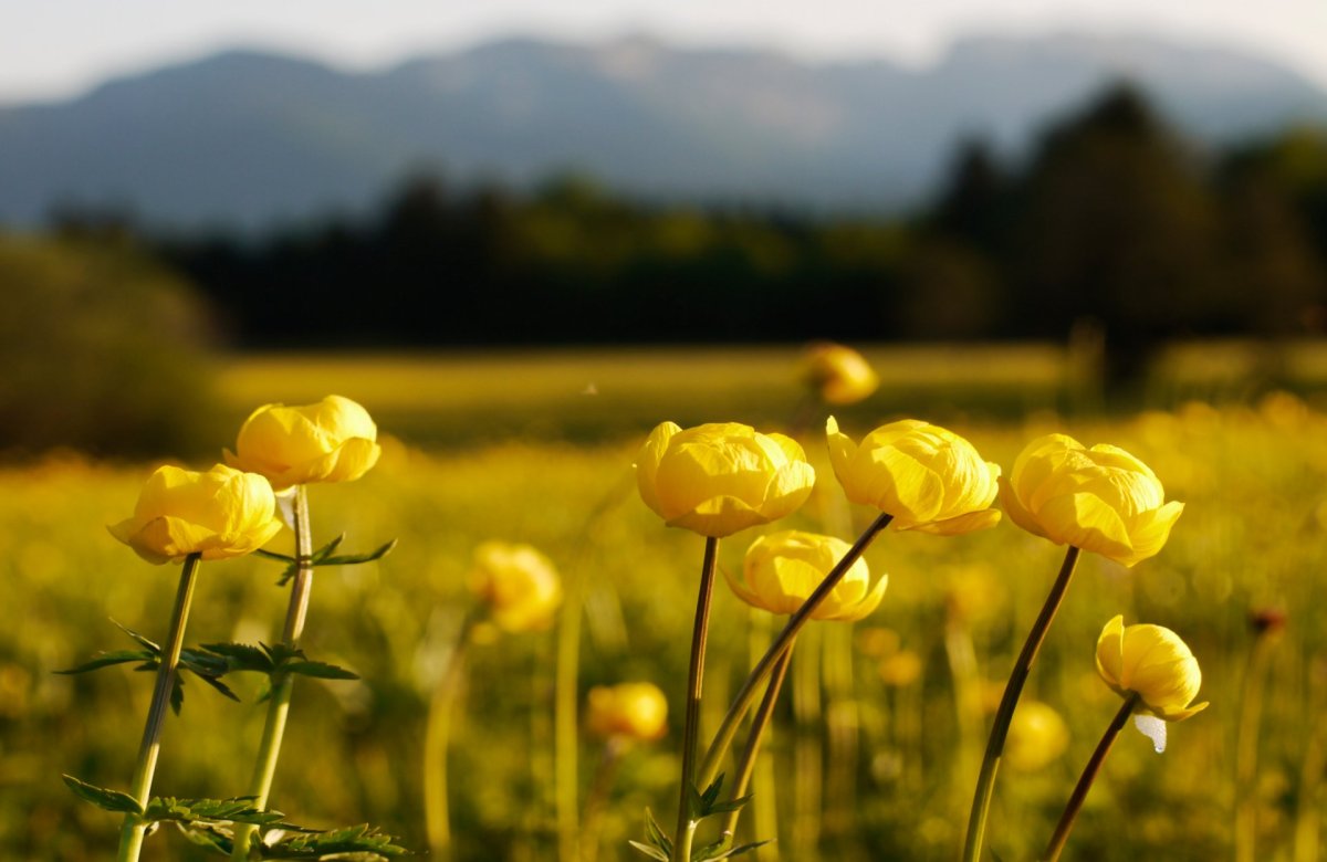 Купальница европейская (Trollius europaeus)