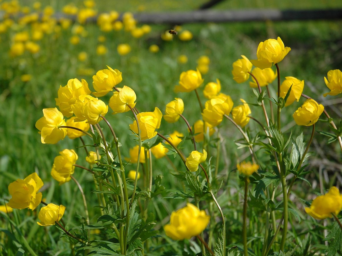 Купальница европейская (Trollius europaeus)