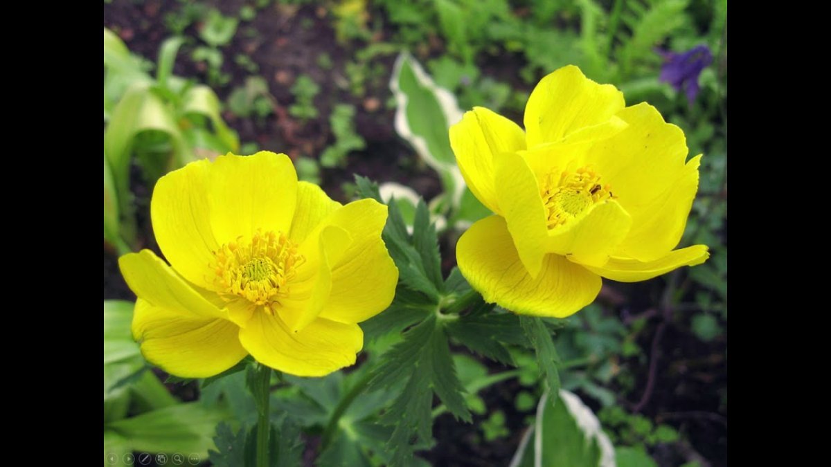 Trollius europaeus l.