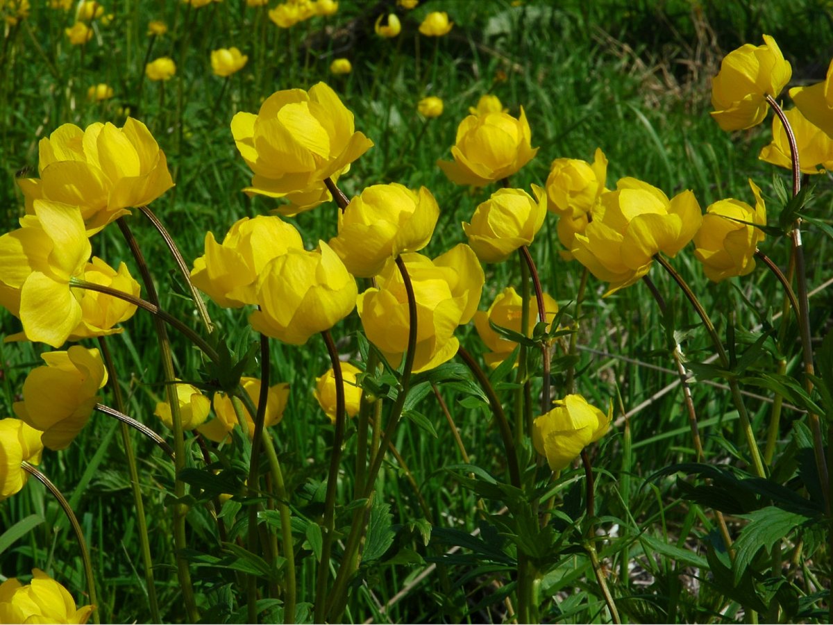 Купальница европейская (Trollius europaeus)