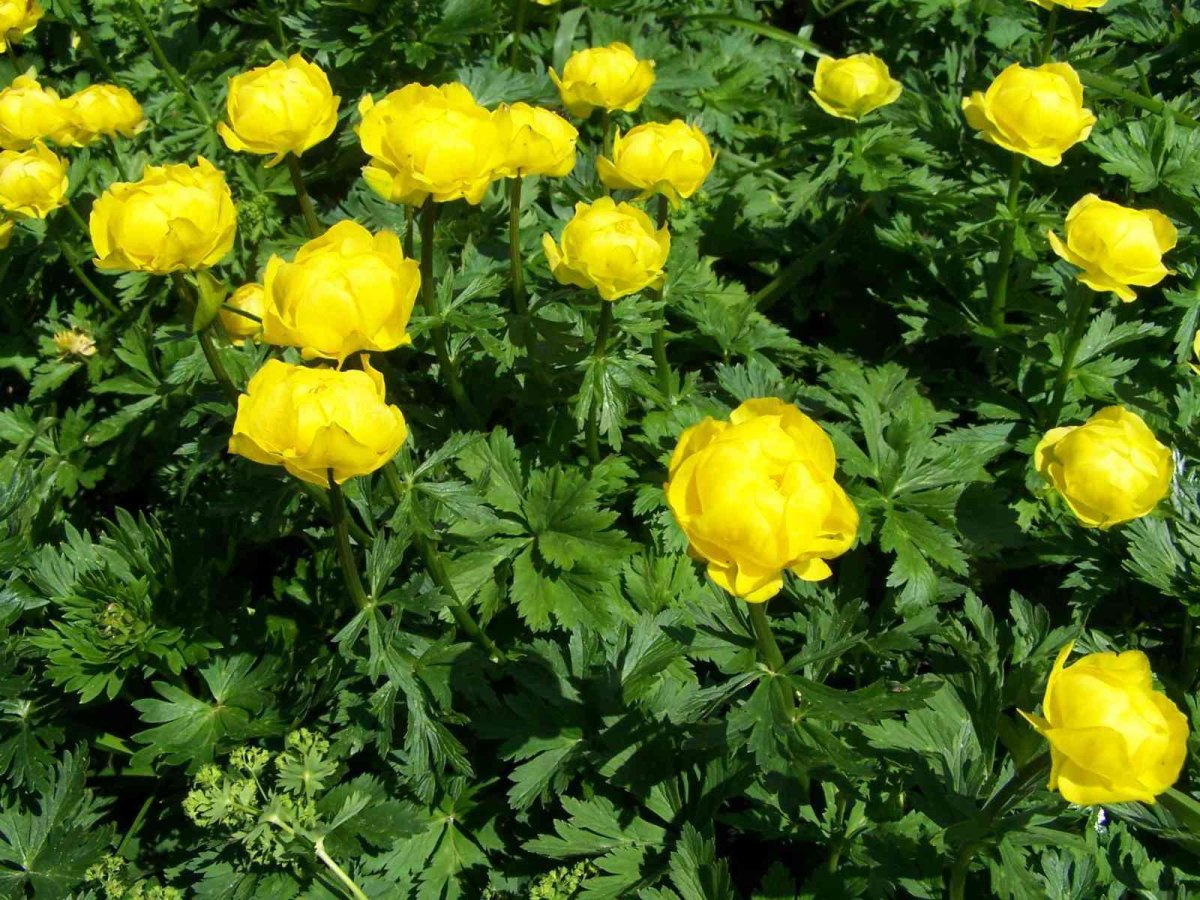 Сибирская купальница азиатская